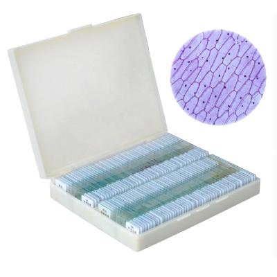 China Histology Teaching Patient Uderstanding High Quality Botany Prepared Stem Flower Root And Leaf Microscope Slides for sale