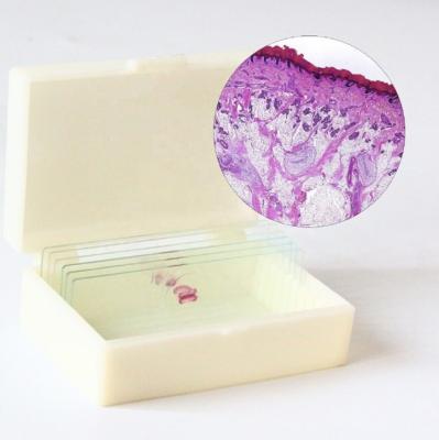 China Teaching Patient Uderstanding Histology Human Histology Slides 100pcs Body Tissue Slides Good Teaching Slides for sale