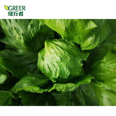 China Fresh hot sales finely processed fresh vegetable lettuce for sale