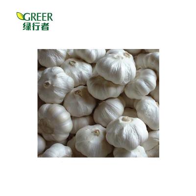 China Fresh high quality fresh garlic on sale for sale