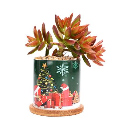 China Modern Nordic Simple Christmas Around Ceramic Green Plant Flower Pot Garden Decoration for sale