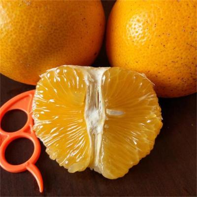 China Canned Bags of Grapefruit in Light Syrup for sale