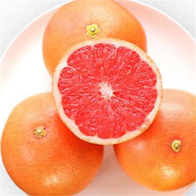 China Canned High Quality Agrapefruit As Raw Material Red Grapefruit 850g Bags for sale