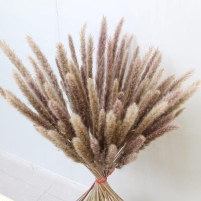 China Competitive Price 40-50cm Length Green Wedding Decorative Environmental Protection Pampas Grass Natural Pampas Grass For Wedding Home Decor for sale