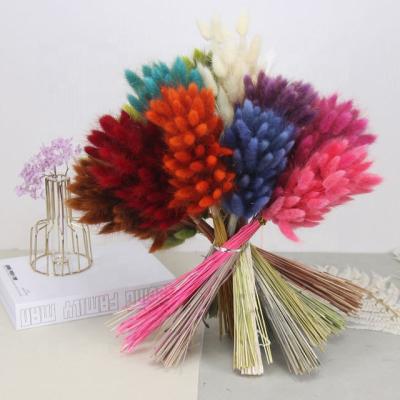 China 2022 Eco-friendly Events Decoration Popular Grass Dried Bunny Tail Flowers Bunny Tails Decoration for sale