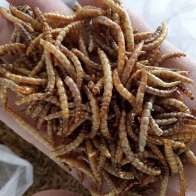 China Microwave Dry Dried Meal Worm Mealworm For Wild Bird for sale