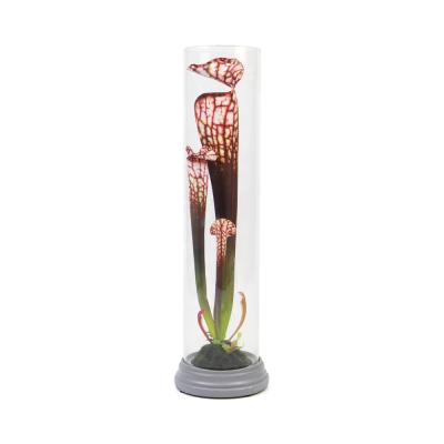 China Lifelike Home Sarracenia Glass Hedge Decoration Landscape Artificial Pitcher Plants for sale