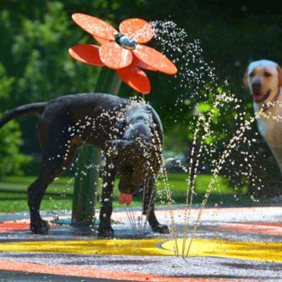 China Residential Water Park Cenchi Backyard Splash Pad Playground Water Park Spray Water Equipment For Dog for sale