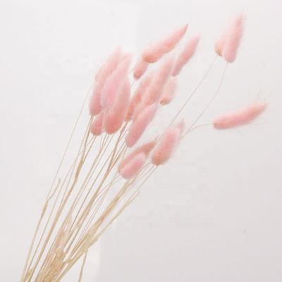 China Home Decoration 30 Pcs Per Pack Home Decor Dried Flower Bunny Tail Grass Dried Flower for sale