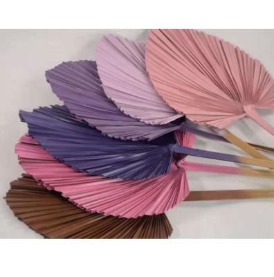 China Extra Large Fan Dry Flower Leaf Fan Dry Palm Fan Shop Hotel Wedding Party for sale