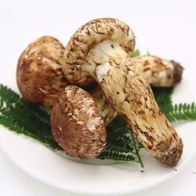 China Agaricus Blazei Whole Matsutake Mushroom Best Quality Rare Natural Healthy Fresh Delicious Organic Products JELLY for sale