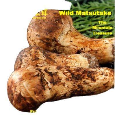 China Shangri-La Brown Natural Bulk Food Matsutake Chinese Tricholoma Mushroom Wild Fresh Wholesale FROZEN Matsutake for sale