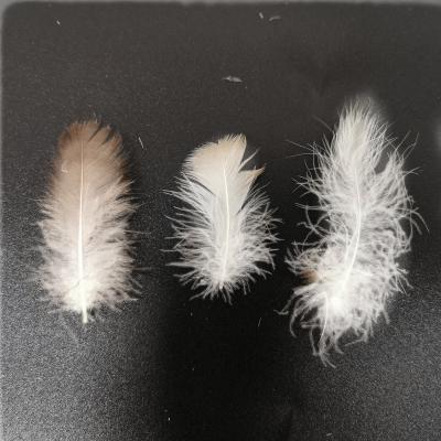 China 2-4 cm goose feather wholesale white washed Gray Goose Feather duck down feather for vest insert liner down quilt for sale