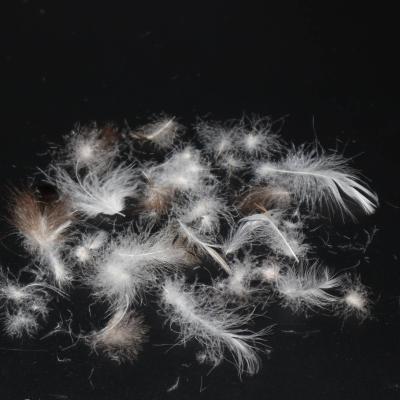 China Duck Down Light 30% Gray Duck Down Warm Feeling Washed Duck Down Feather With Reasonable Price for sale