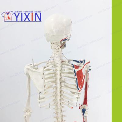 China Advanced PVC Muscle Anatomy With Writing Vertebral Skeleton Human Skeleton Model Neck Of Acupuncture 85cm Bones-arrangement Movable Skeletal Standard for sale