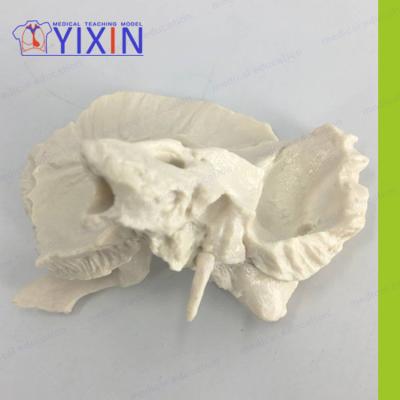 China Advanced PVC Advanced Human Temporal Magnification Model, Medical Science and Education Anatomical Model, Human Temporal Magnificat for sale