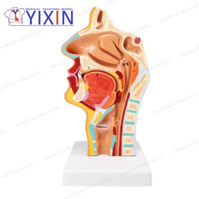 China Respiratory System Model Medical Nasal Cavity The Cavity And Throat Pharynx Model Oral Cavity Model for sale