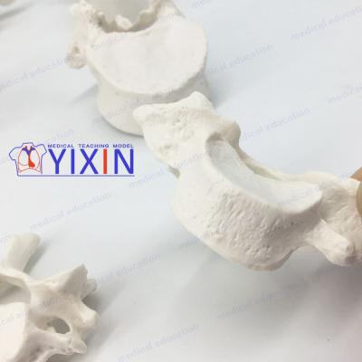 China YIXIN/24 durable section thoracic, cervical and lumbar spine, scattered bone models for sale