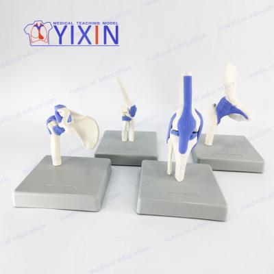 China Durable YIXIN/Four Joins Functional 1/2 Life Size Model for sale