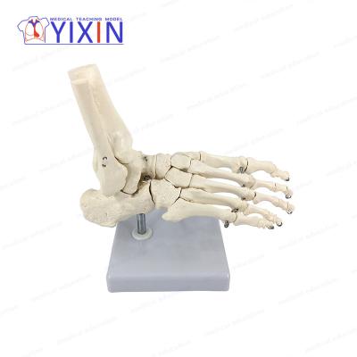 China Durable YIXIN Foot Skeleton / With Ankle, Foot Bones for sale