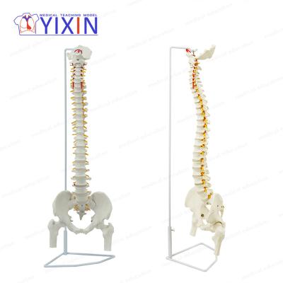 China YIXIN durable flexible spine/with femur heads for sale