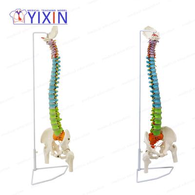 China Durable YIXIN/Flexible spine with color coded regions for sale