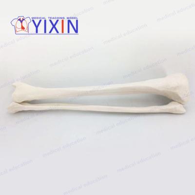 China Detailed Structures High Quality Human Anatomy Tibia and Fibula Bone Model for Medical Study and Training, Synthetic Bones - Skeleton for sale