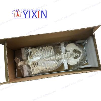 China Anatomy spine plastic model detailed structures new style with thorax for medical training, no nerves for sale