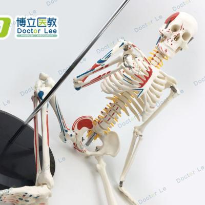 China Detailed Structures YiXin/85cm Mini Human Skeleton High Quality Painted Anatomy for sale