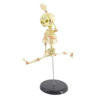 China Human Model Skeleton Anatomical Brain Anatomy Teaching Study Display Medical School Baby Single Head Skull Research Display for sale