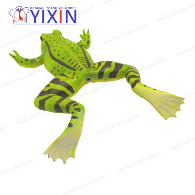 China YiXin detailed structures of frog anatomy/model 5 parts for school teaching, biological teaching for sale