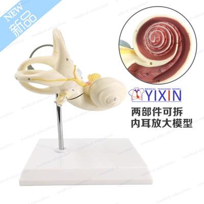 China Eco-friendly YiXin/2 PVC Parts Enalrged Inner Ear Maze Model, Medical Ear Model For Medical Science for sale