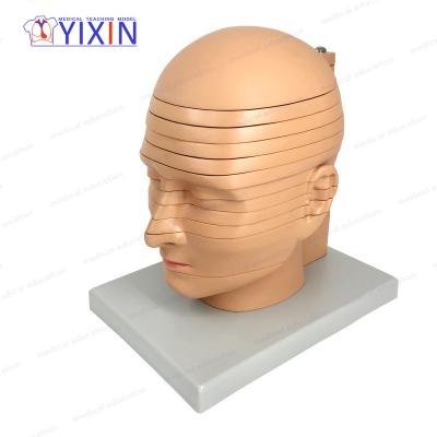 China YIXIN/12 Advanced PVC Patches Waist Disc Natural Head Brain Anatomical Model for sale