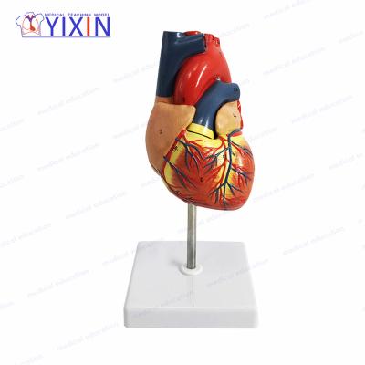 China YIXIN Durable Two Part Life Size Plastic Human Heart Model / For Anatomy Studying And Teaching Appearance for sale