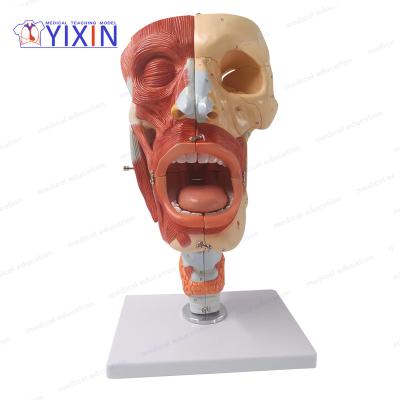 China PVC Advanced YIXIN/Nasal, Oral, Pharynx and Larynx Cavities, Human Anatomy Teaching Model for sale