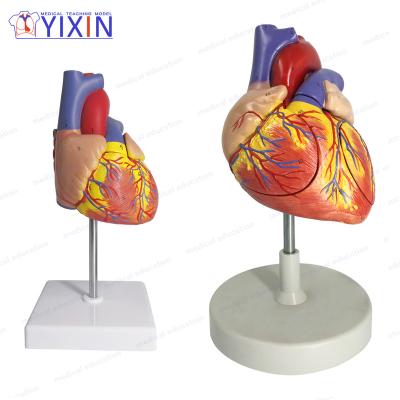 China Durable YIXIN / Life Size Cheaper Medical Human Teaching Model Of Heart Anatomical Model for sale