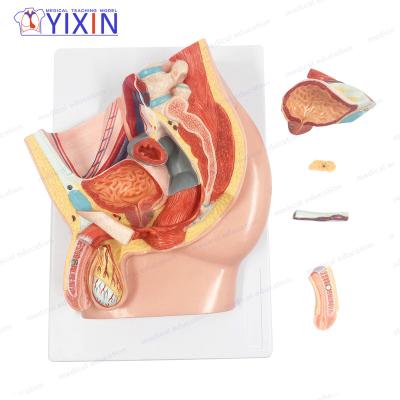 China Durable YIXIN/Human Male Pelvis Anatomy Section Model 5 Parts For Medical Teaching for sale