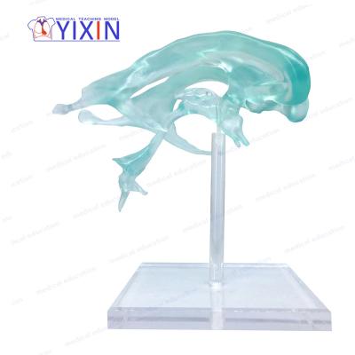 China Durable Life Size Ventricle Model Plastic Brain Anatomical Model For Medical Students Study for sale