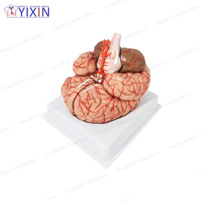 China Durable 8 Parts Natural Size Deluxe Human Brain Model with Arteries and Numbers for Medical Science Study for sale