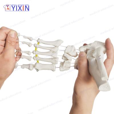 China Durable Life Size Skeletal Human Foot Anatomy Model with Ankle for Medical Science Teaching Tool for sale