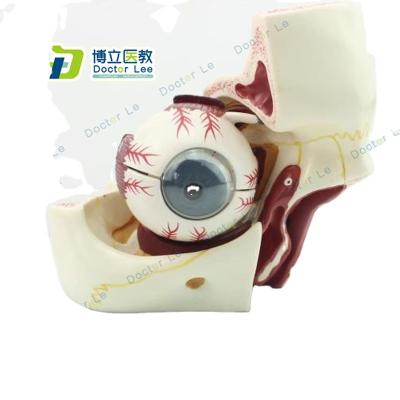 China Detailed Anatomy Structures 10 Parts Human Eye Anatomy Model With Orbit For Ophthalmology Department Study for sale