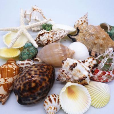 China China Factory Price Direct Sales Mixed Natural Conch Shell Used For Crafts for sale