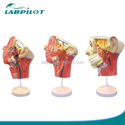 China Detailed structures anatomy and face human head model with blood vessels and nerves, anatomical head model for sale