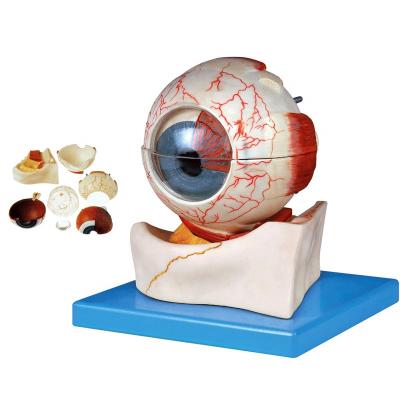 China Deluxe 7 Piece Human Eye Model Detailed Anatomy Structures, Eyeball Anatomical Model for sale