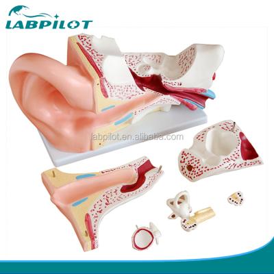 China 6 Parts Detailed Anatomy Structures Giant Ear Model, Ear Structure Model, Anatomical Human Ear Model for sale