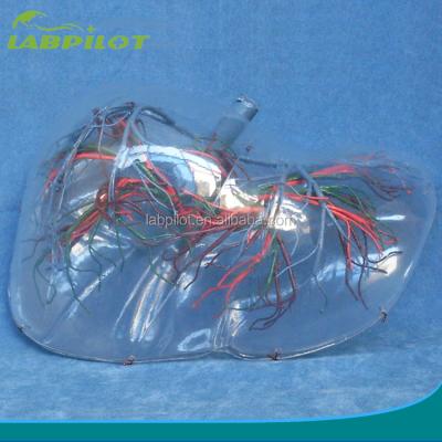 China Human Liver Anatomy Detailed Structures Anatomical Model , 3D Liver Model Transparent Type for sale