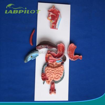 China Human Digestive System Model Anatomy Detailed Structures Demonstration Relief Medical Anatomical Model for sale