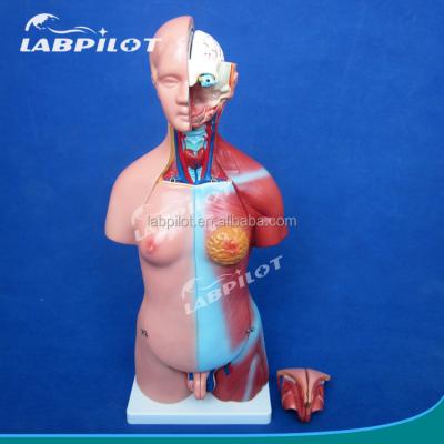 China Male and Female Human Torso Model 23-Part 45cm Male and Female Torso Torso for sale