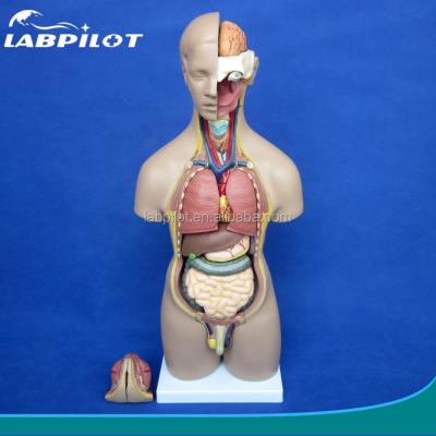 China Torso Model 55CM Female And Male Unisex Torso With Internal Organs 20 Parts , Human Torso Anatomy Model for sale