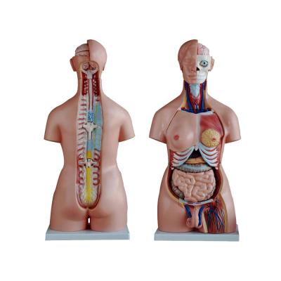 China Male and 85 cm female torso male and female torso models with detachable head 40 parts for sale